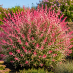Vŕba celolistá (Salix integra) ´FLAMINGO´  výška 40-60 cm , kont. C2L 